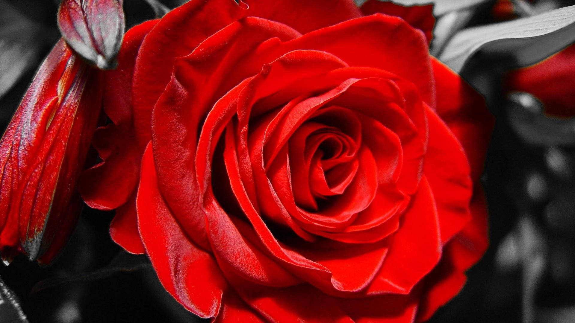 Closeup Of Red And White Rose Wallpaper