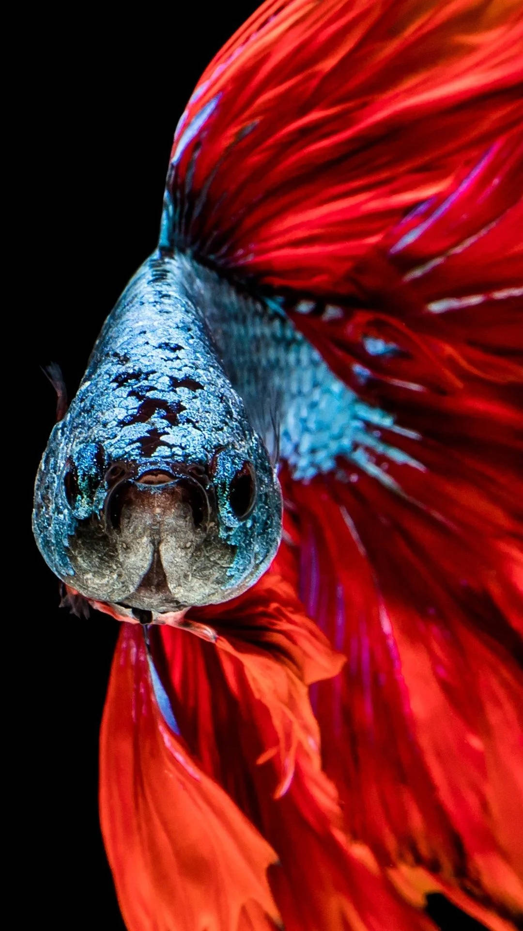 Closeup Of Siamese Fish Iphone Wallpaper
