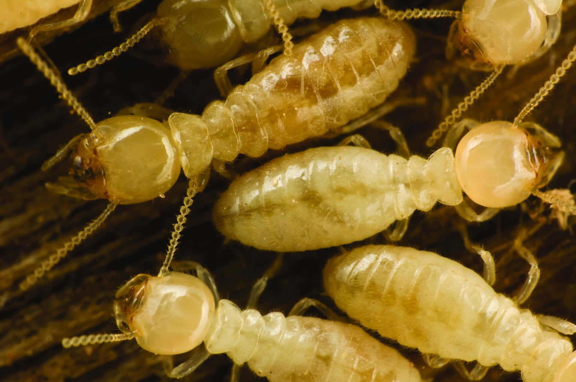 Gros Plan De Termites Au Travail Fond d'écran