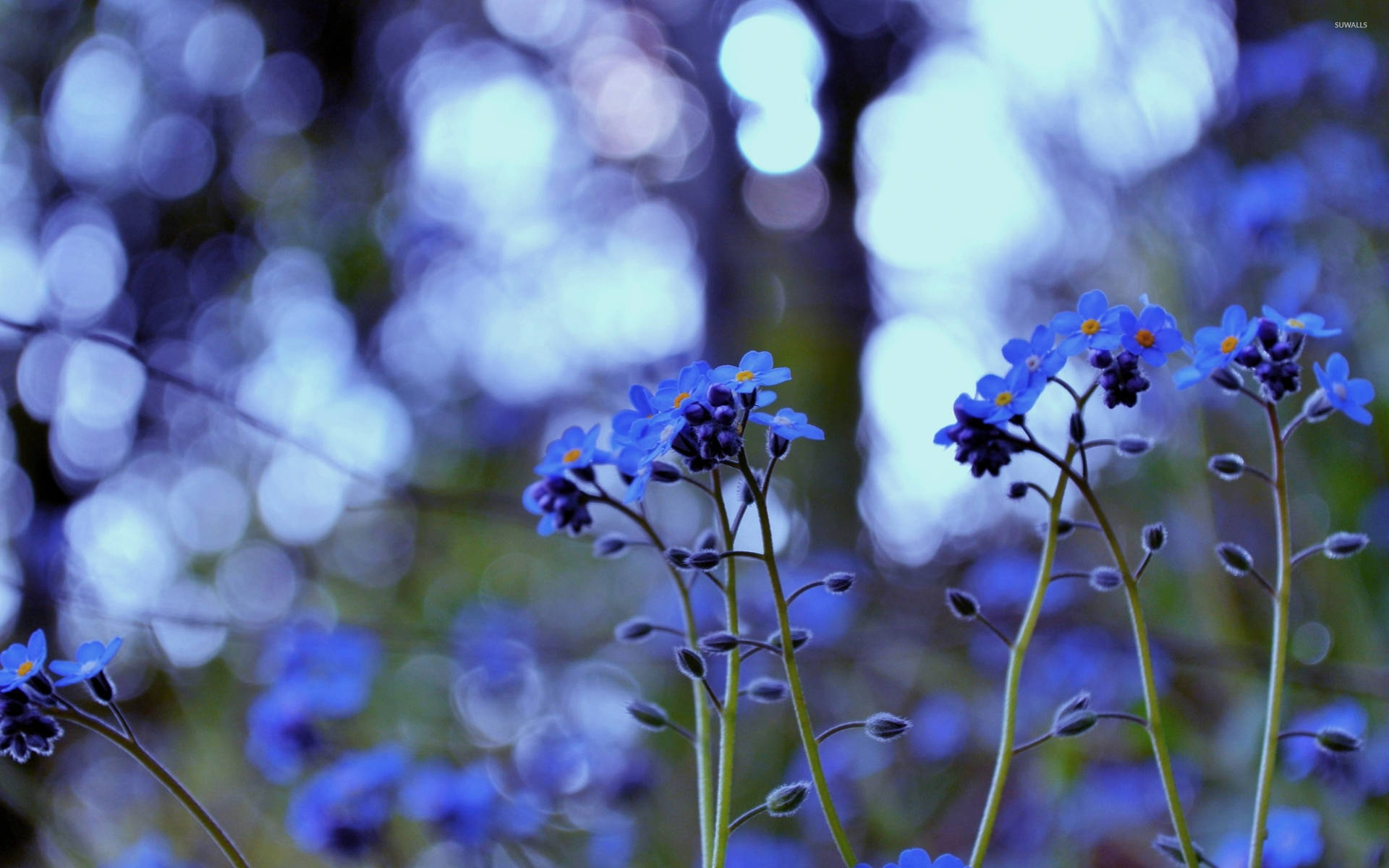 Closeup Of Vibrant Forget-me-not Flowers In Full Blossom Wallpaper