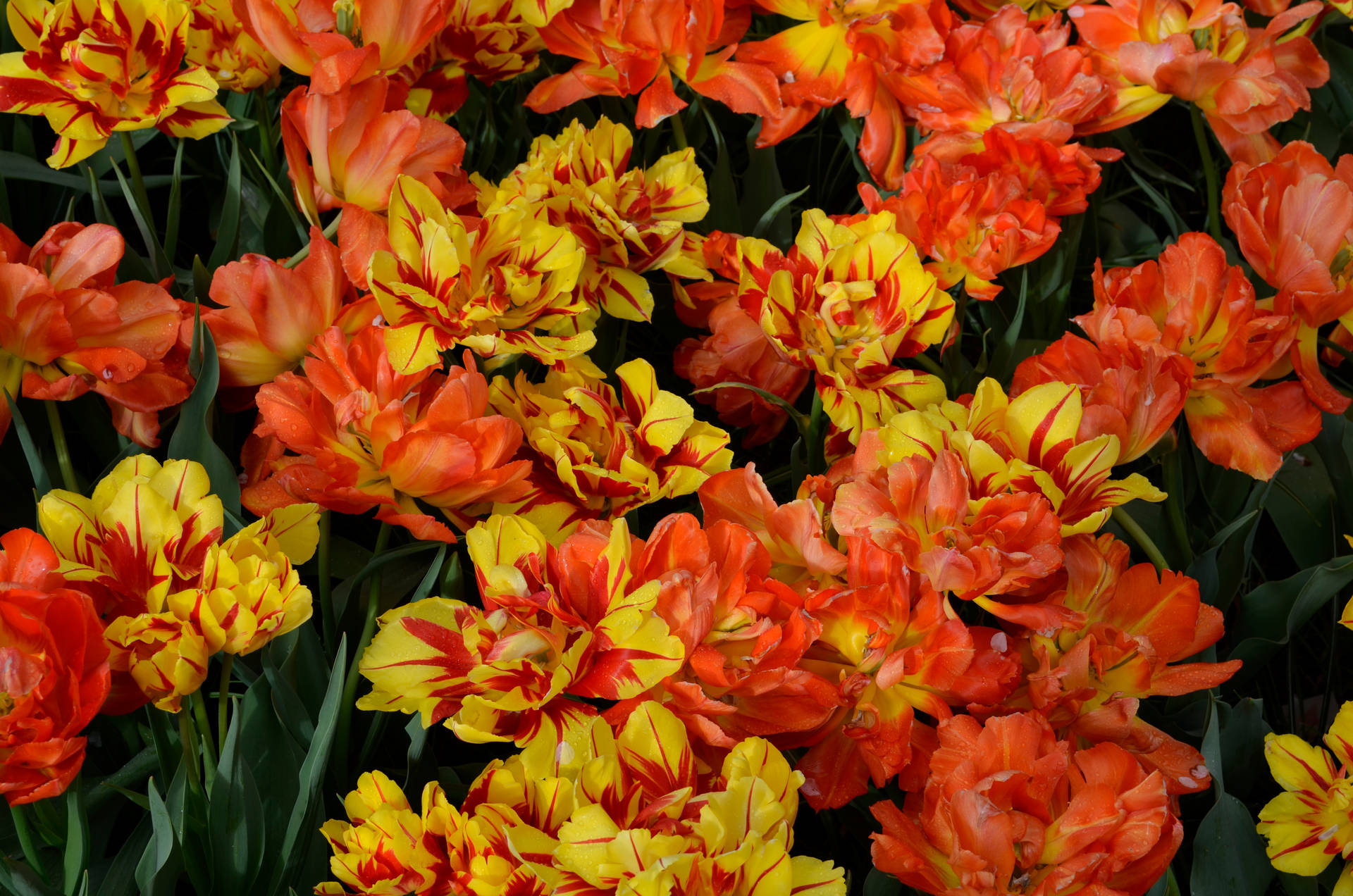 Nahaufnahmevon Orangefarbenen Und Gelben Tulpen. Wallpaper