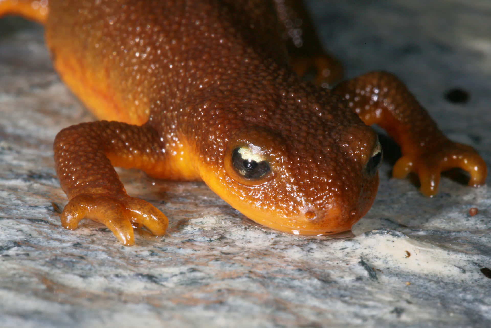 Closeup Orange Newt Wallpaper