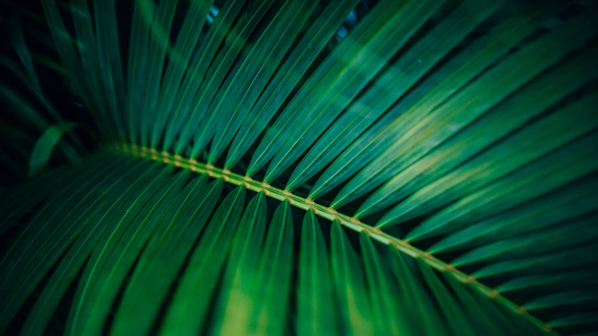 Closeup Palm Leaf Plant 4k Background