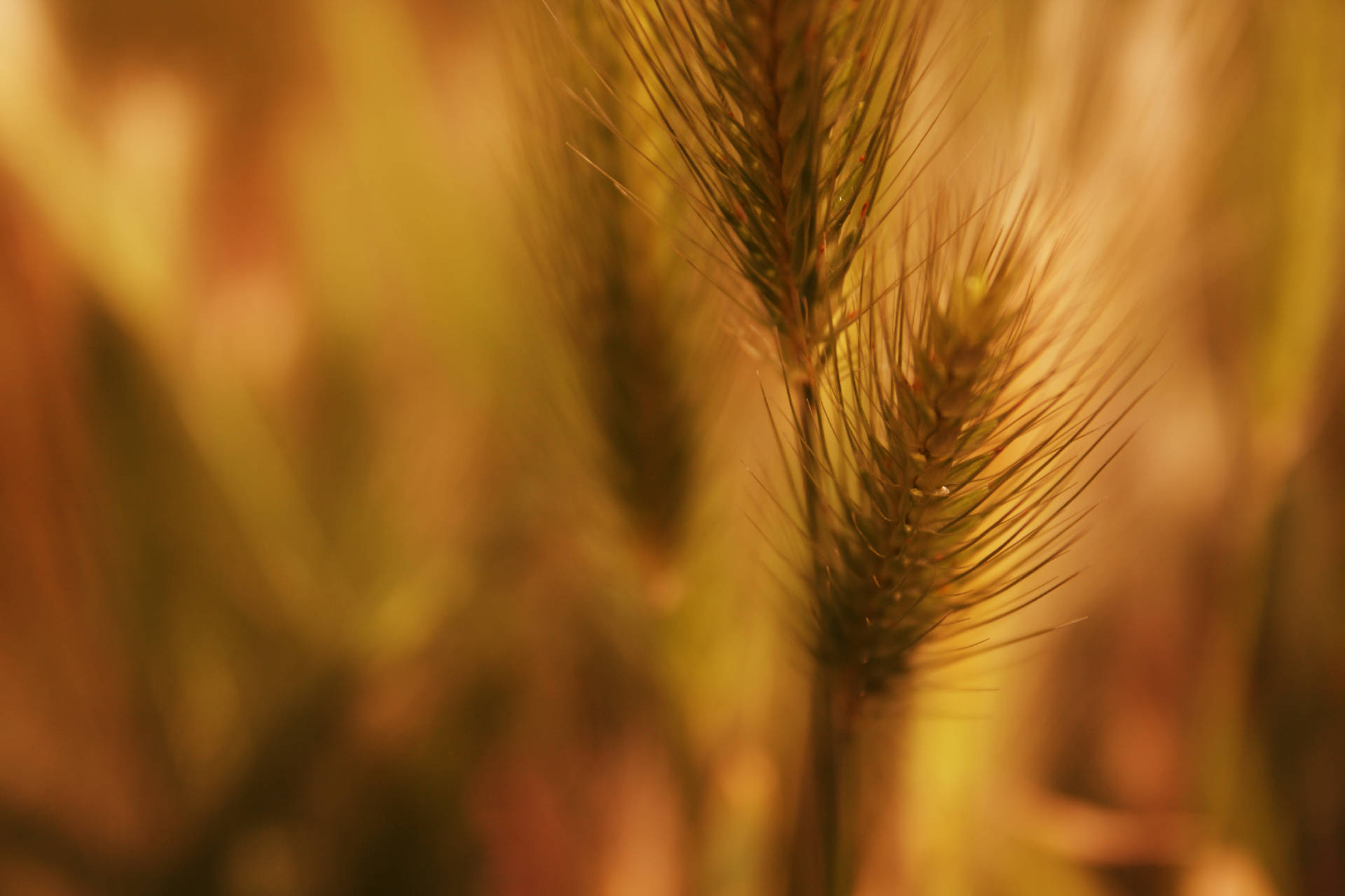 Closeup Photo Of Fuzzy Wheat Plant Wallpaper