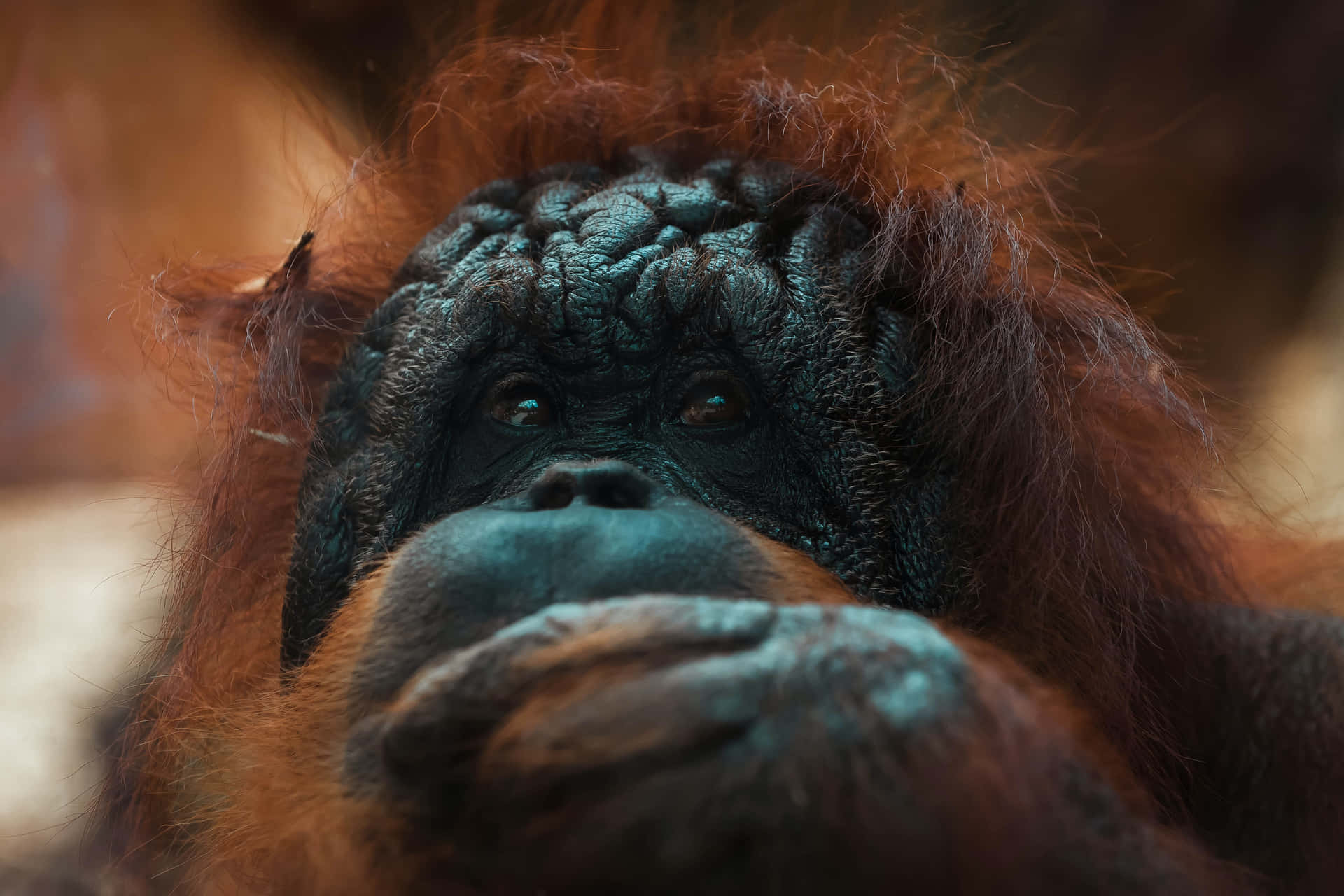 Scattoravvicinato Di Un Orangutan Nel Suo Habitat Naturale Sfondo