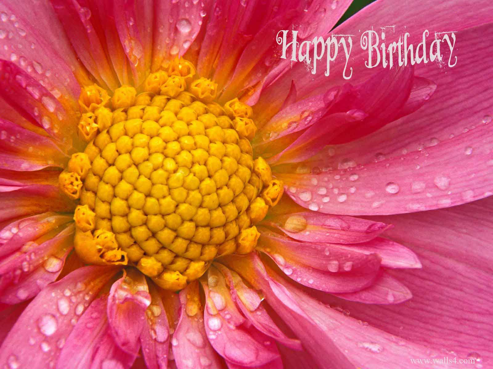 Closeup Pink Happy Birthday Flower Wallpaper