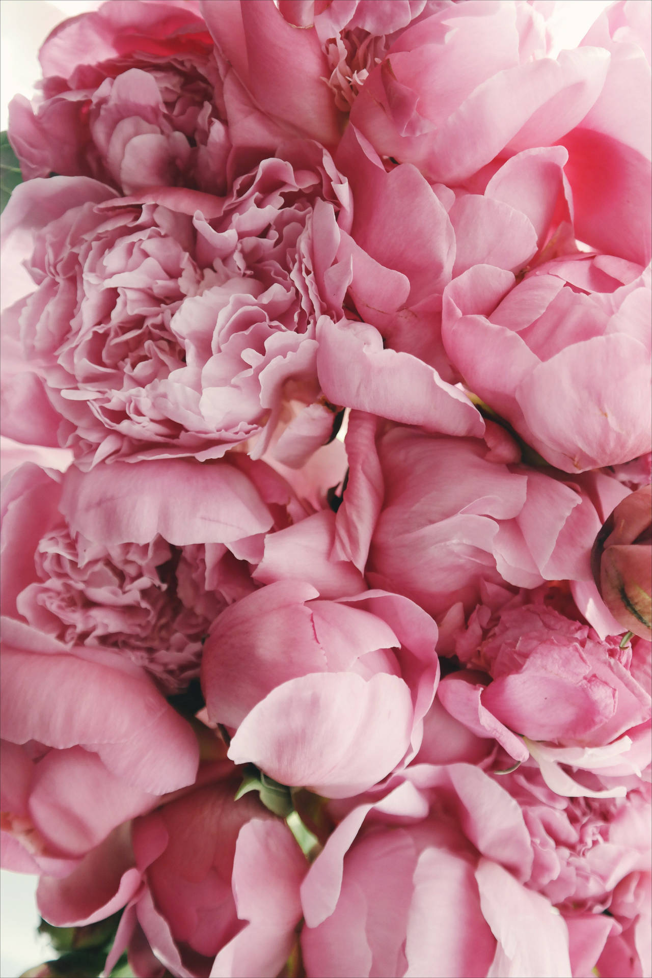 Closeup Pink Peony Flowers Wallpaper