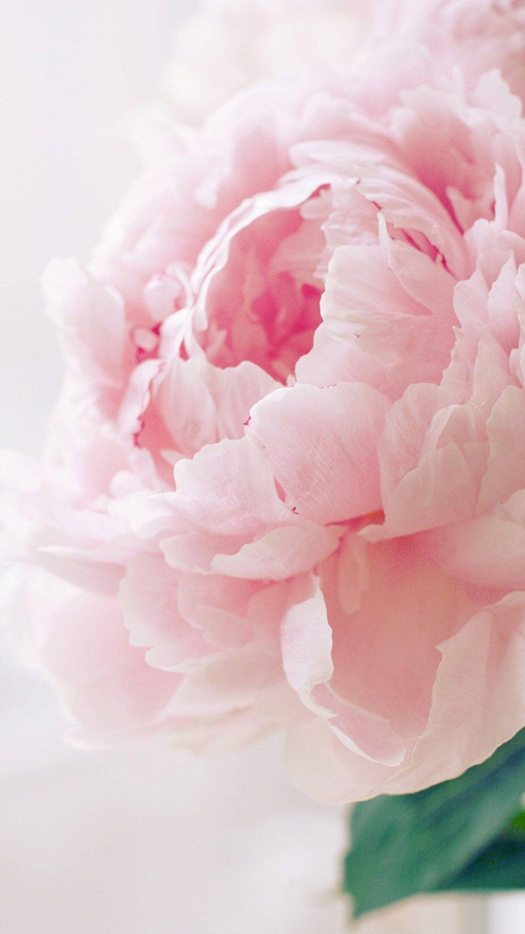 Closeup Pink Peony With Leaf Wallpaper
