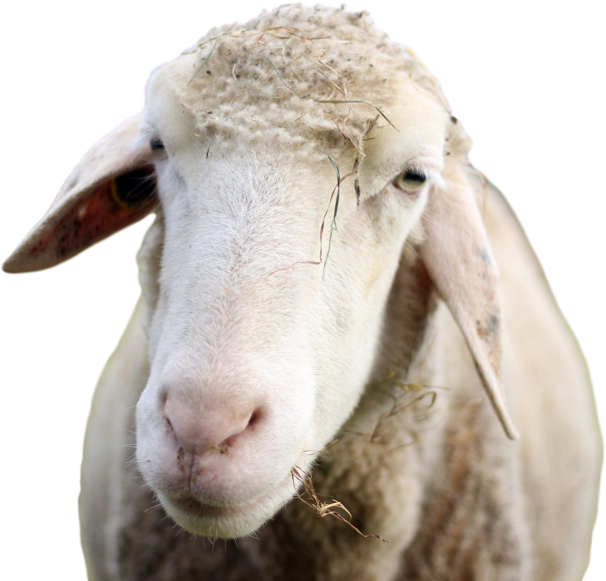 Closeup Portraitofa Sheep PNG