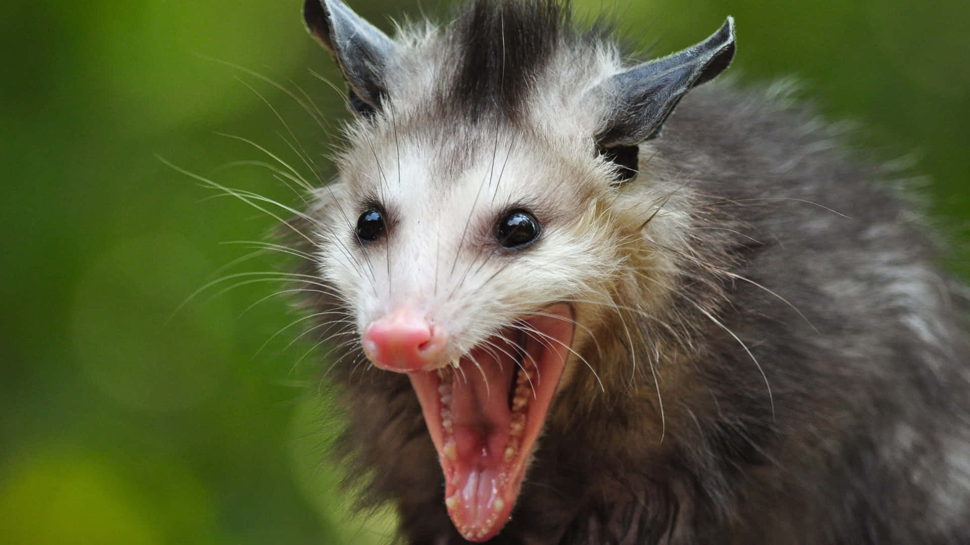 Closeup Possum Displaying Teeth Wallpaper