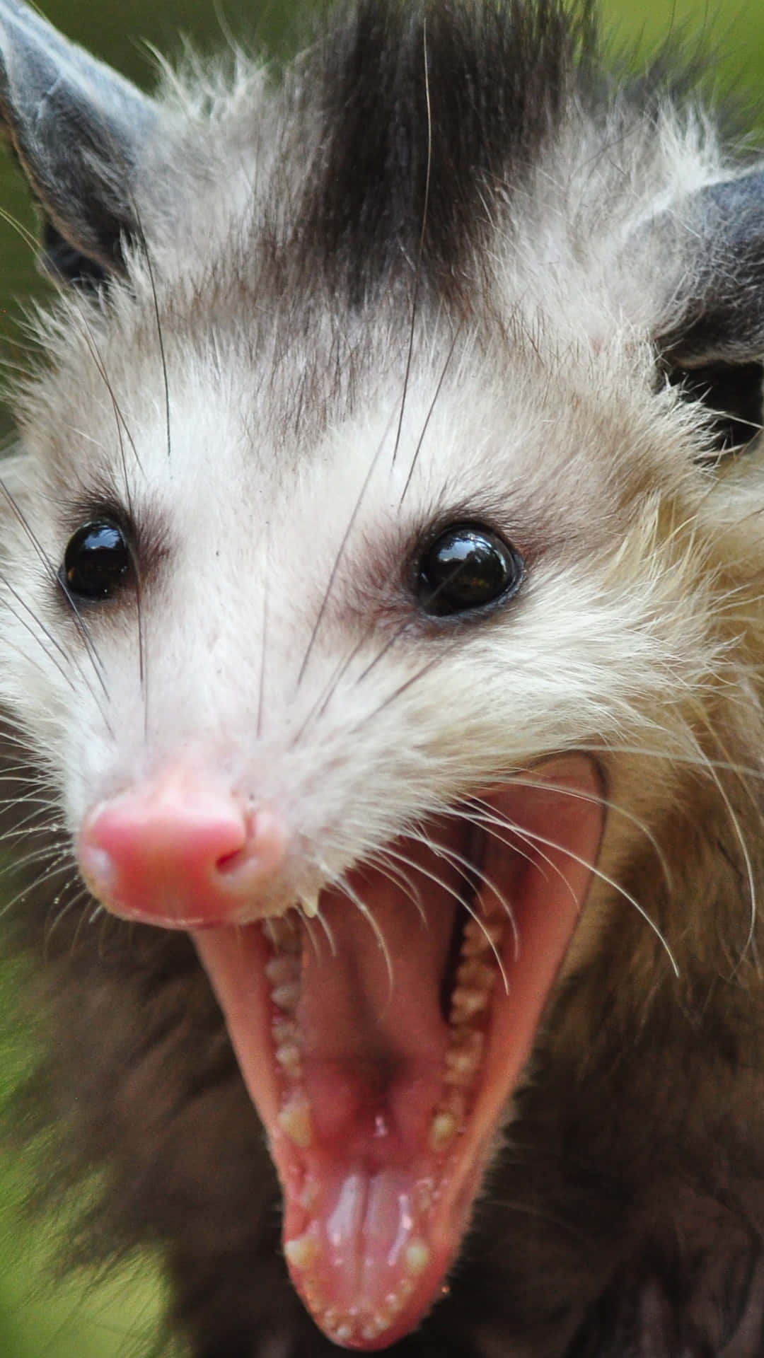 Closeup Possum Yawning Wallpaper