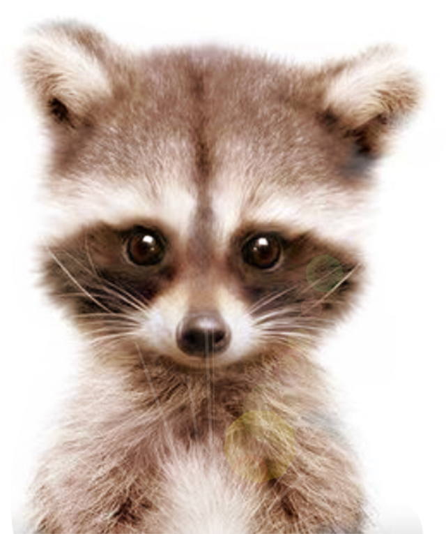 Closeup Raccoon Face Portrait SVG