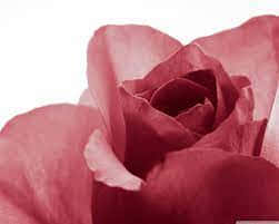 Closeup Red Rose Petals Wallpaper