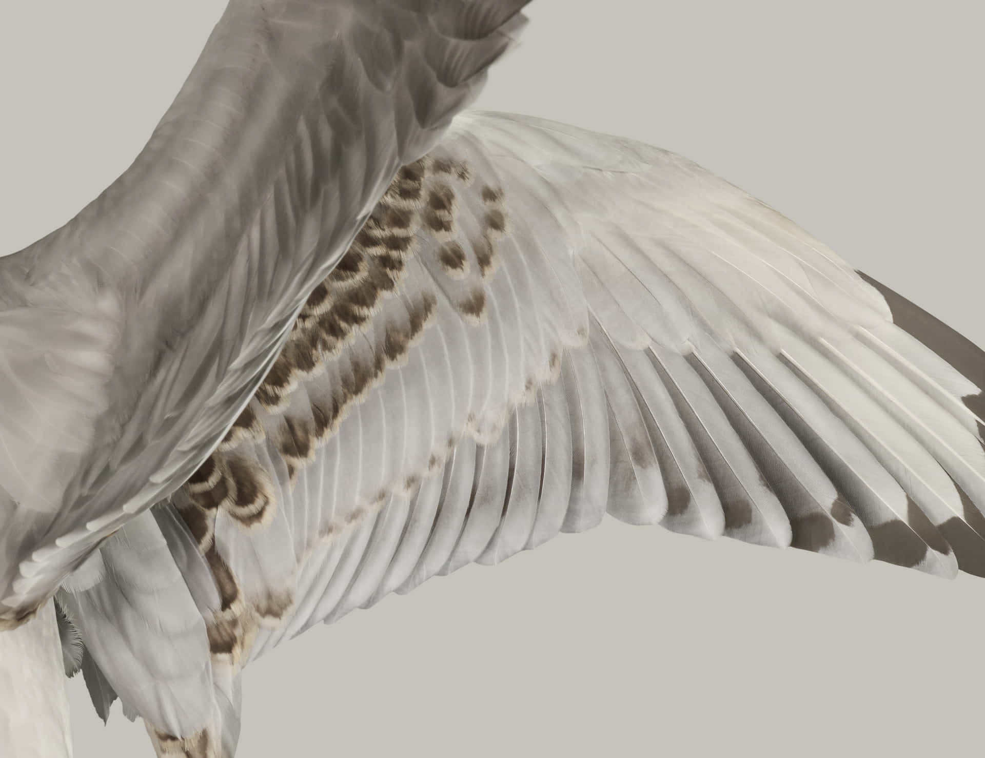 Closeup Seagull Wing Spread Wallpaper