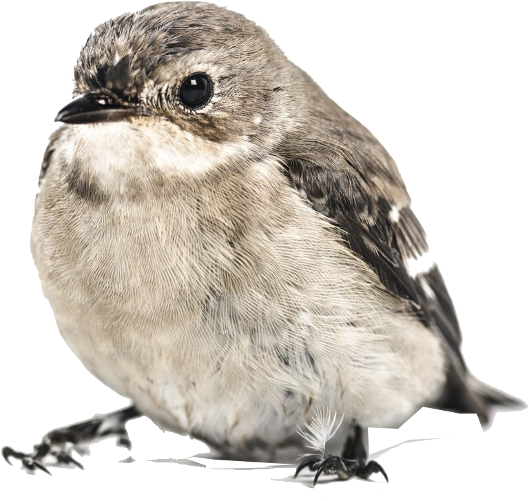 Closeup Sparrow Isolated Background.png PNG