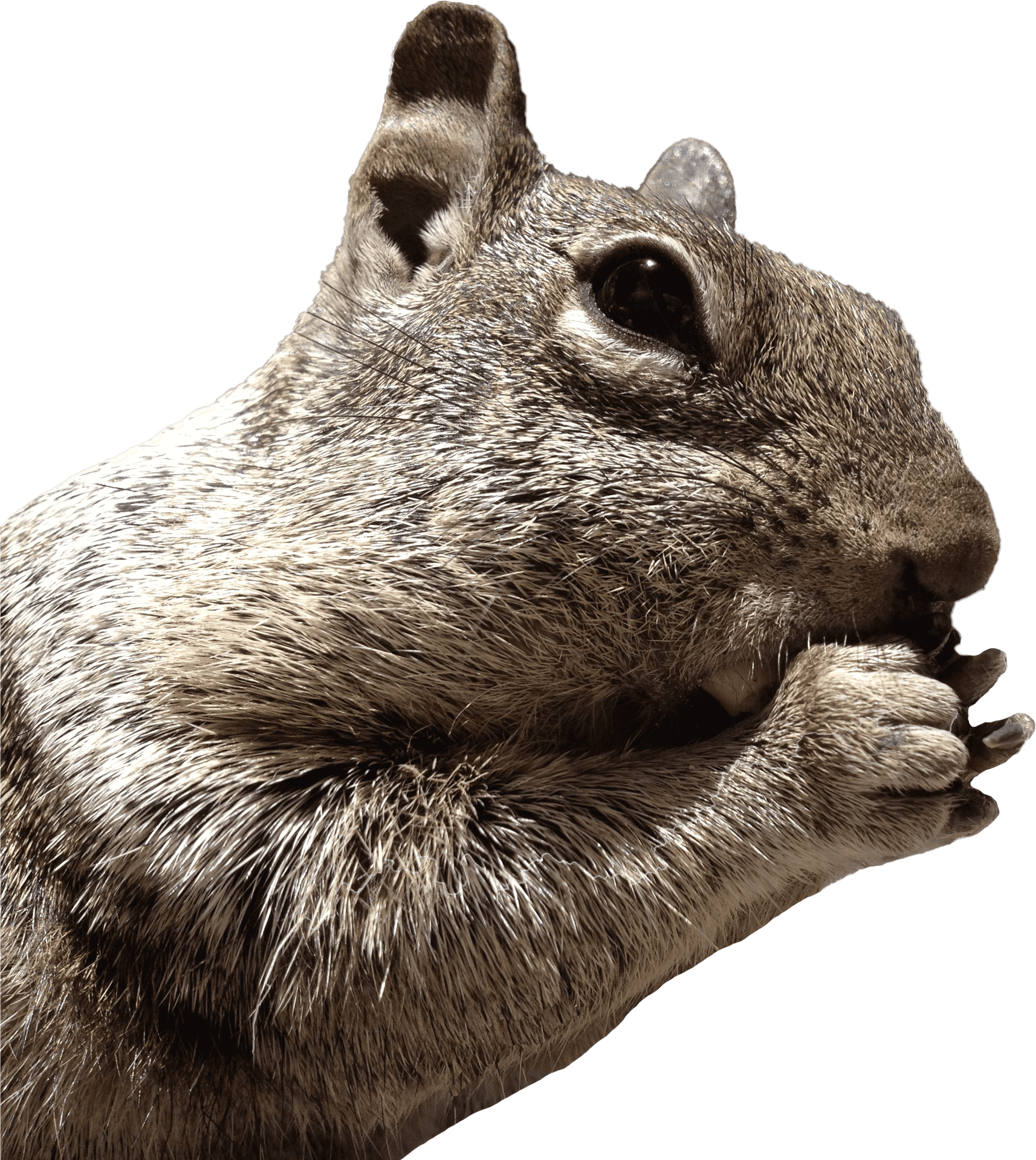Closeup Squirrel Eating Nut PNG