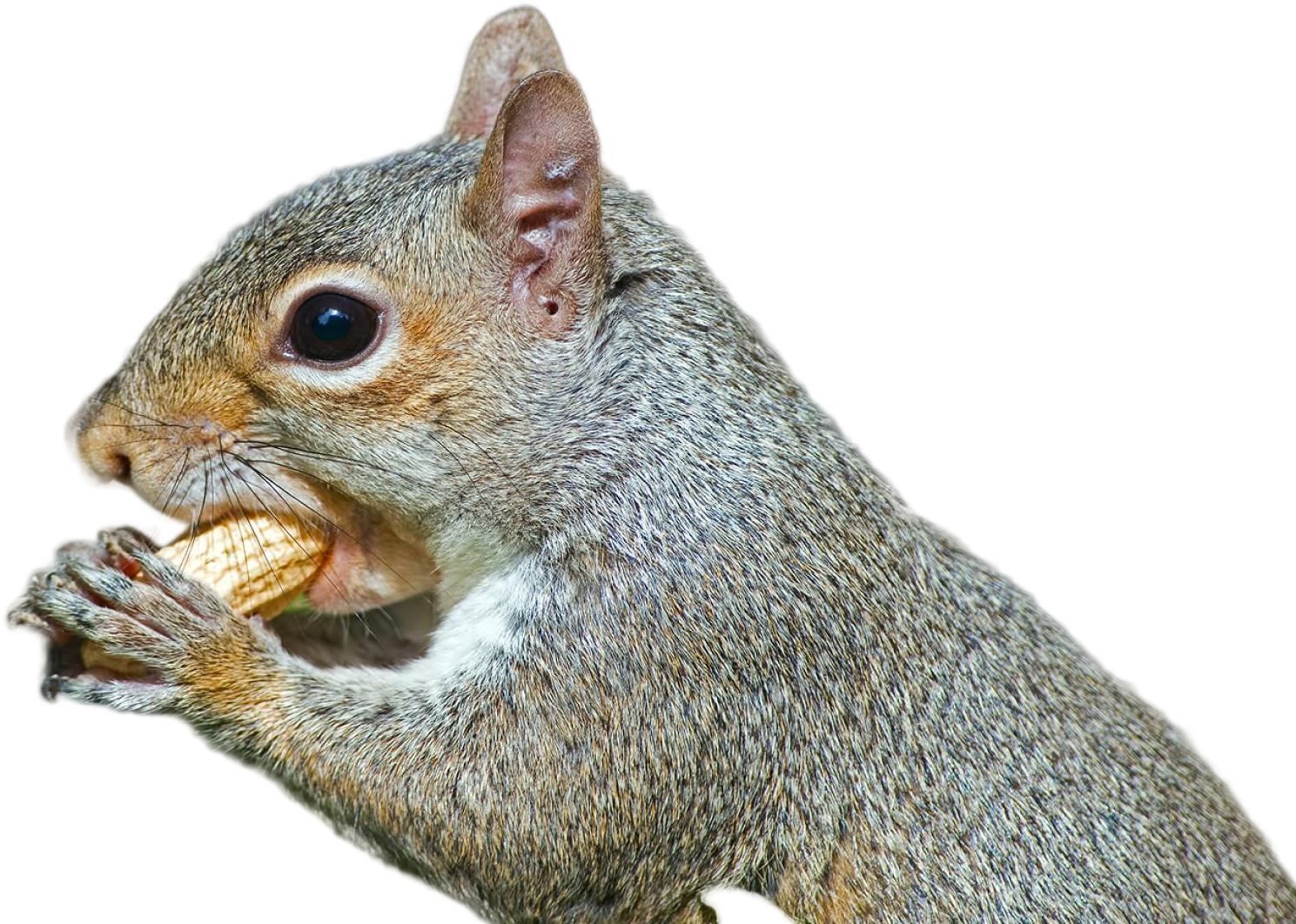 Closeup Squirrel Eating Nut.jpg PNG