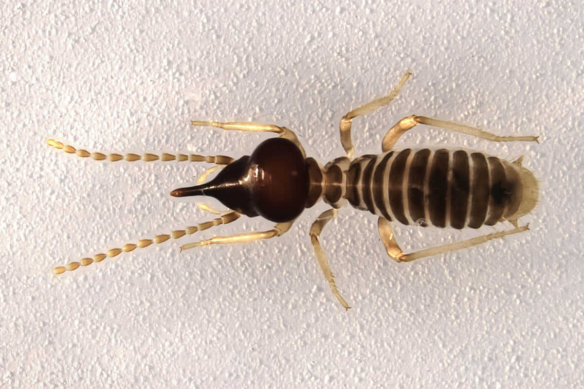 Gros Plan De Termite Sur Fond Blanc Fond d'écran