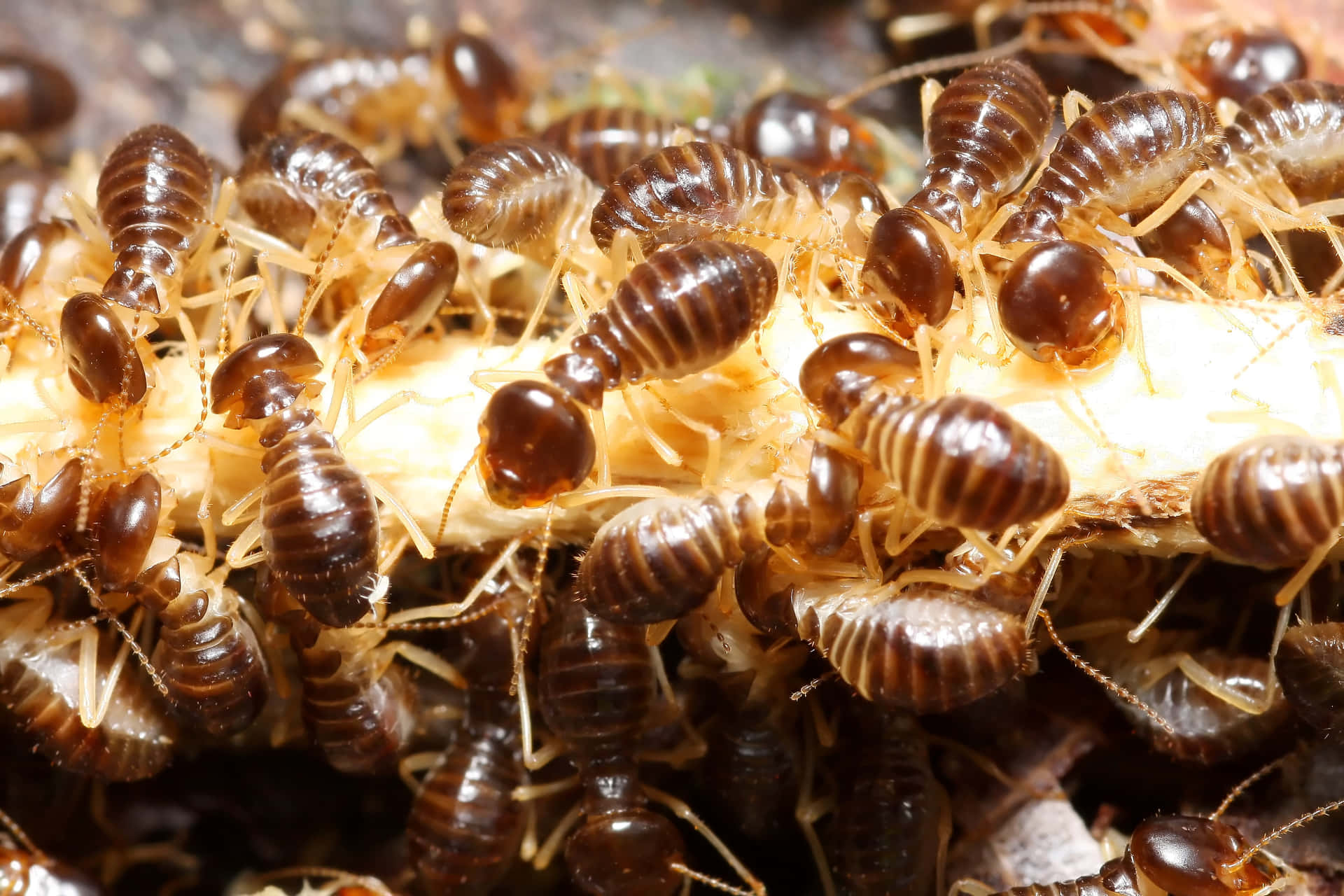 Closeup Termites Feeding Wallpaper