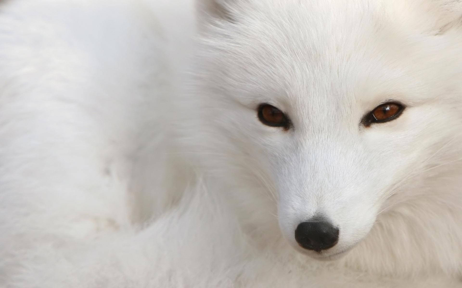 Closeup White Arctic Fox Animal Wallpaper