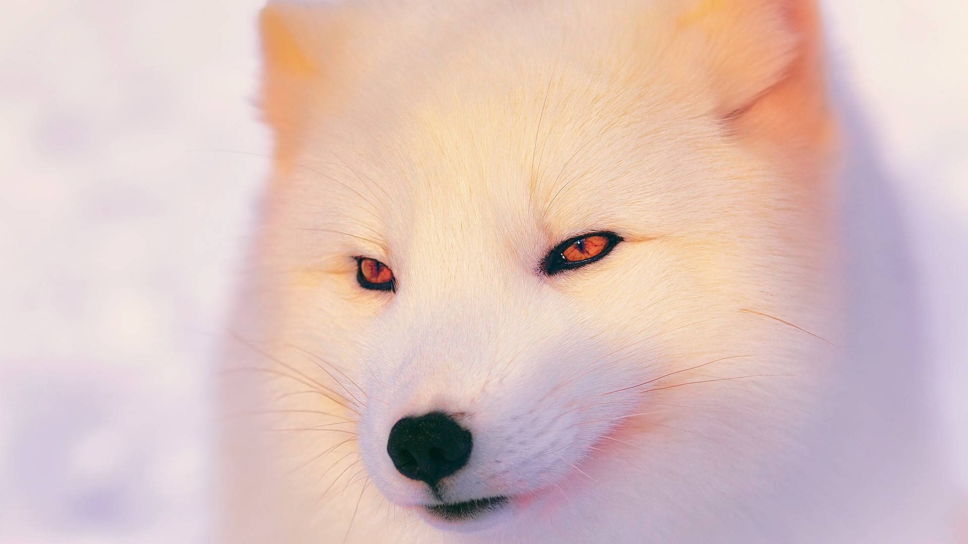 Closeup White Arctic Fox Wallpaper