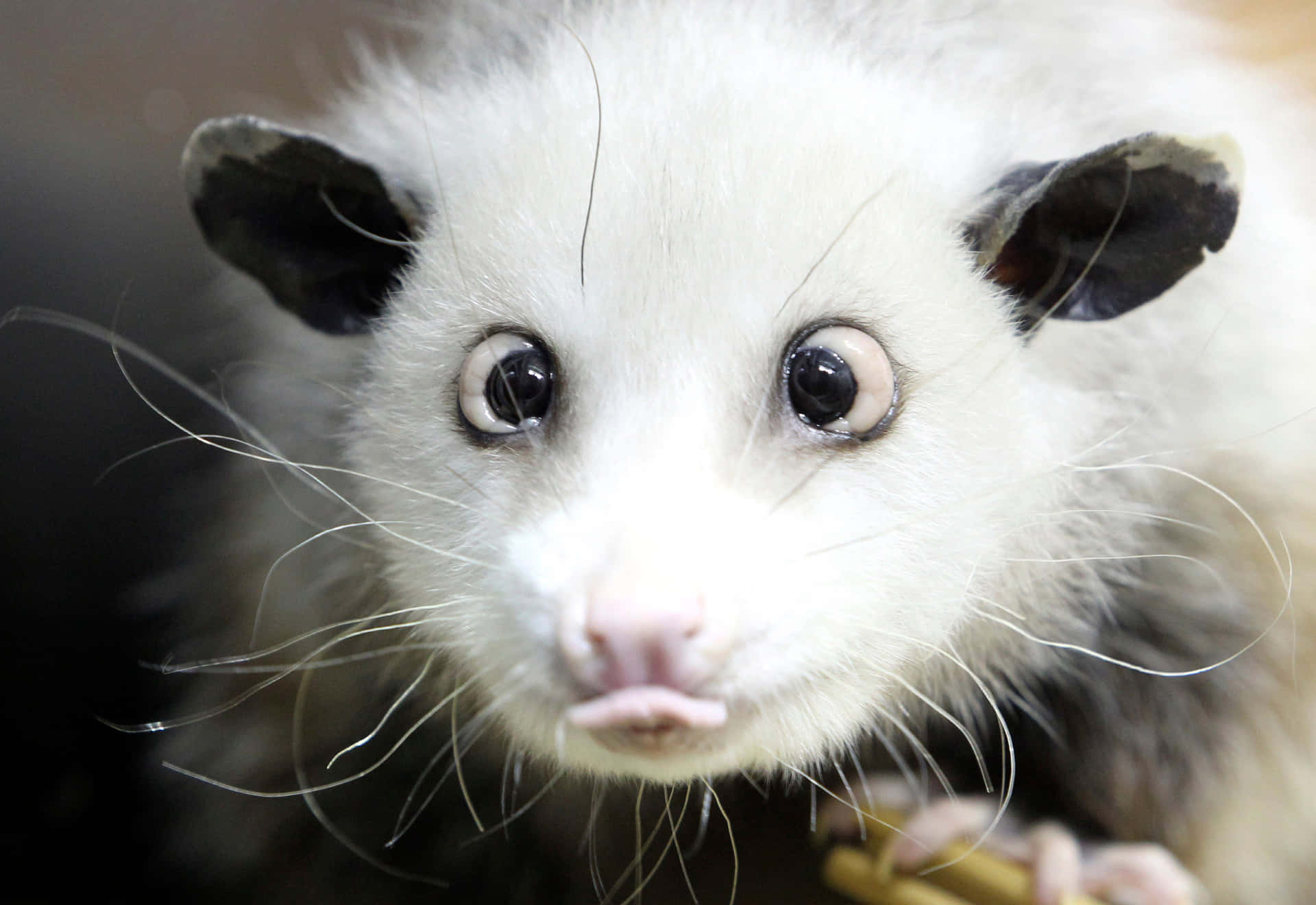 Possum Portrait Art Print by Haley Stone | Society6