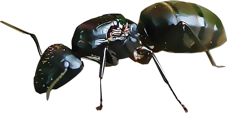 Closeupof Carpenter Ant PNG