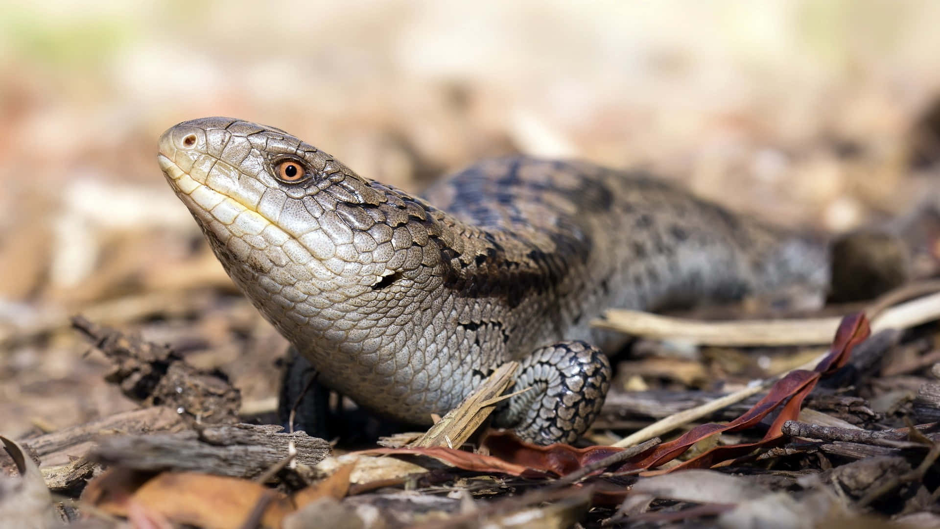 Gros Plan De Scinque Dans Son Habitat Naturel.jpg Fond d'écran