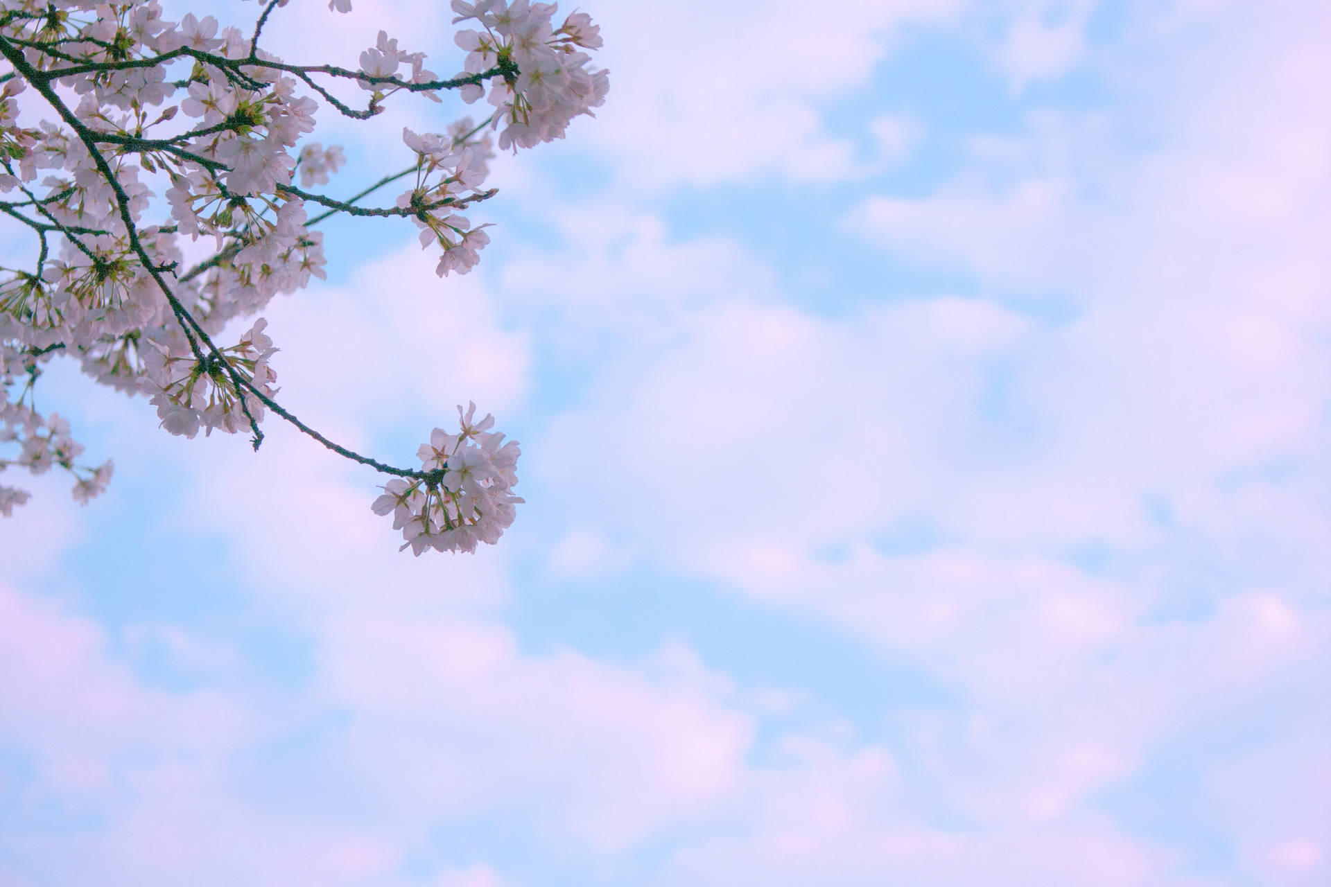 Hintergrundmit Wolken Und Kirschblüten. Wallpaper