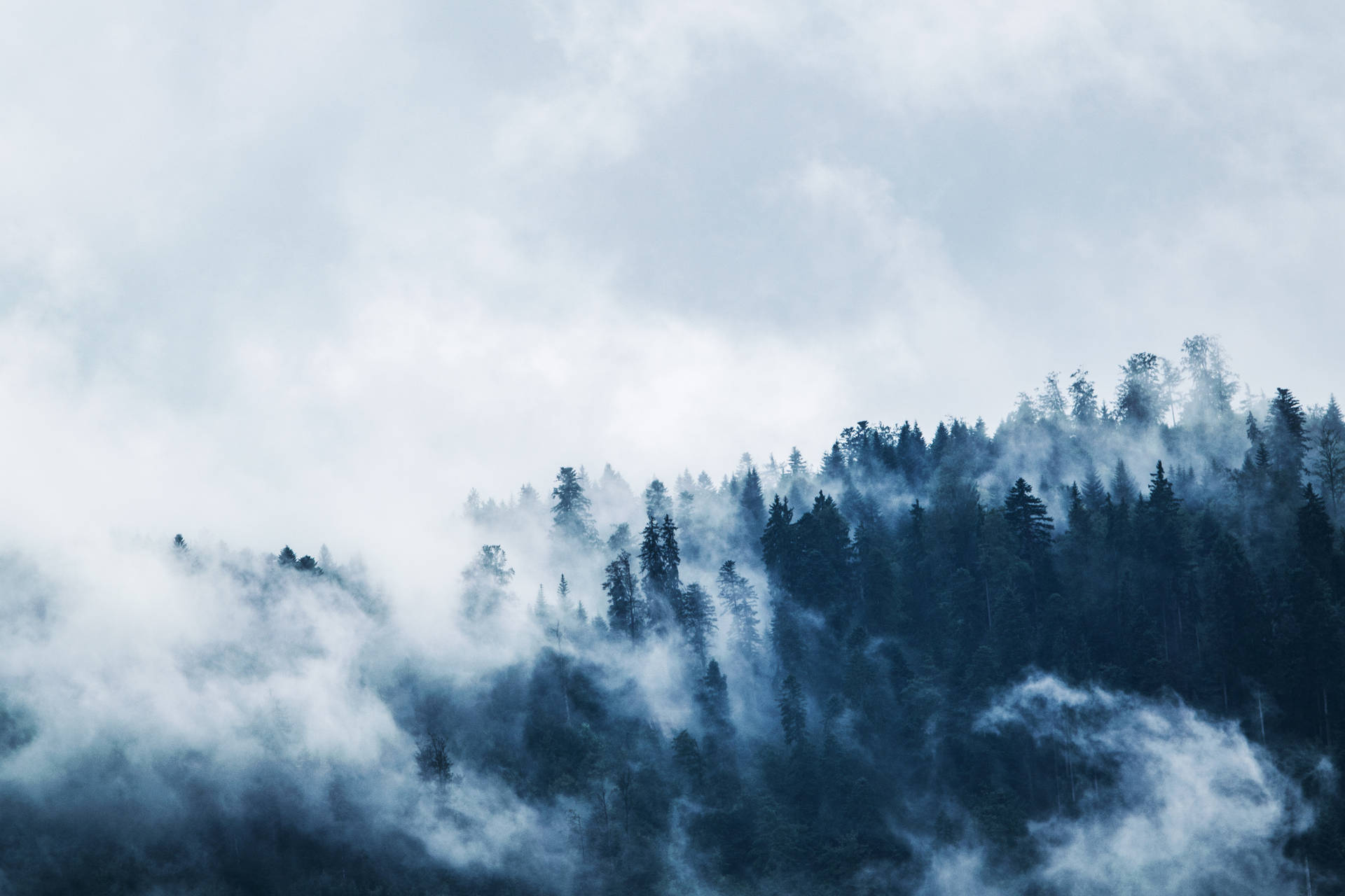 Wolkenhintergrundnebeliger Wald Wallpaper
