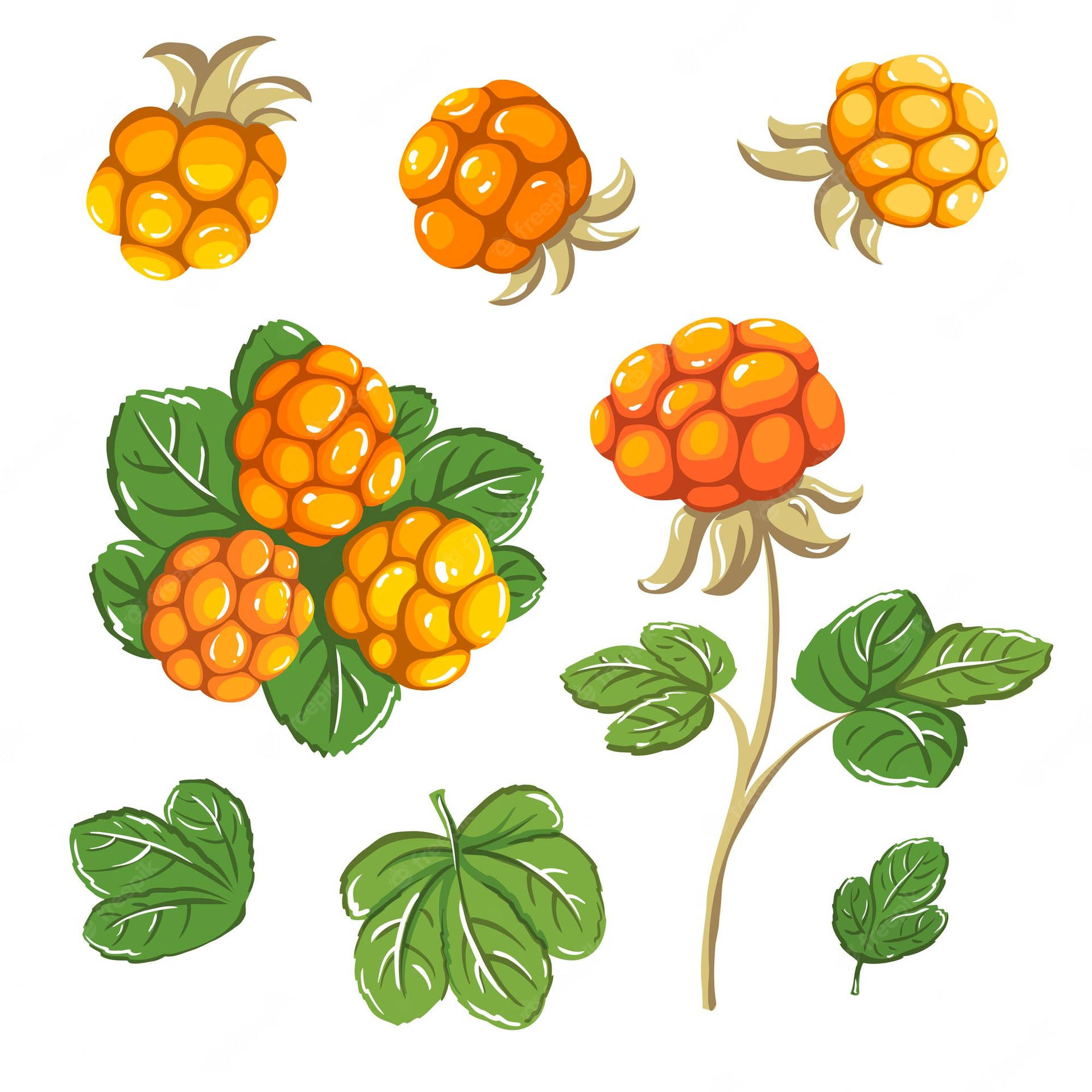Cloudberries And Leaves Drawing Wallpaper