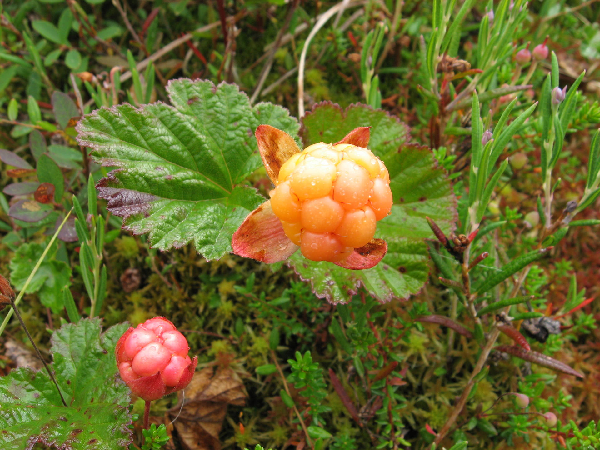 Cloudberries On The Ground Wallpaper