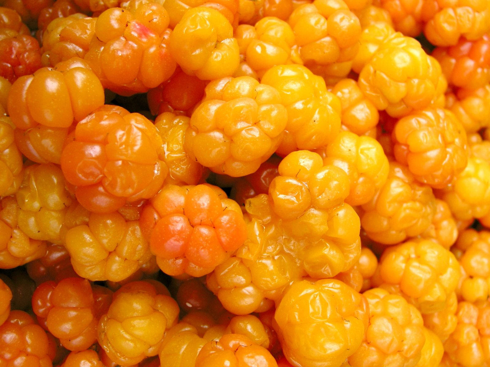 A Cluster of Ripe Cloudberries Wallpaper