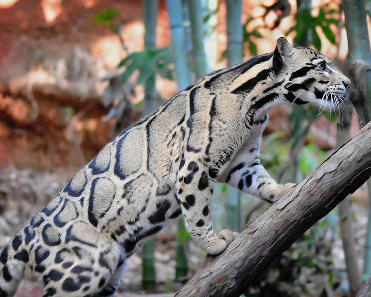 Kucing Leopard Berbulu Mendaki Cabang Wallpaper