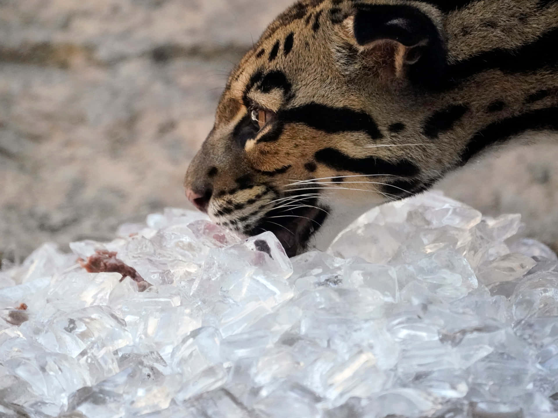 Clouded Leopard Ice Interaction Wallpaper