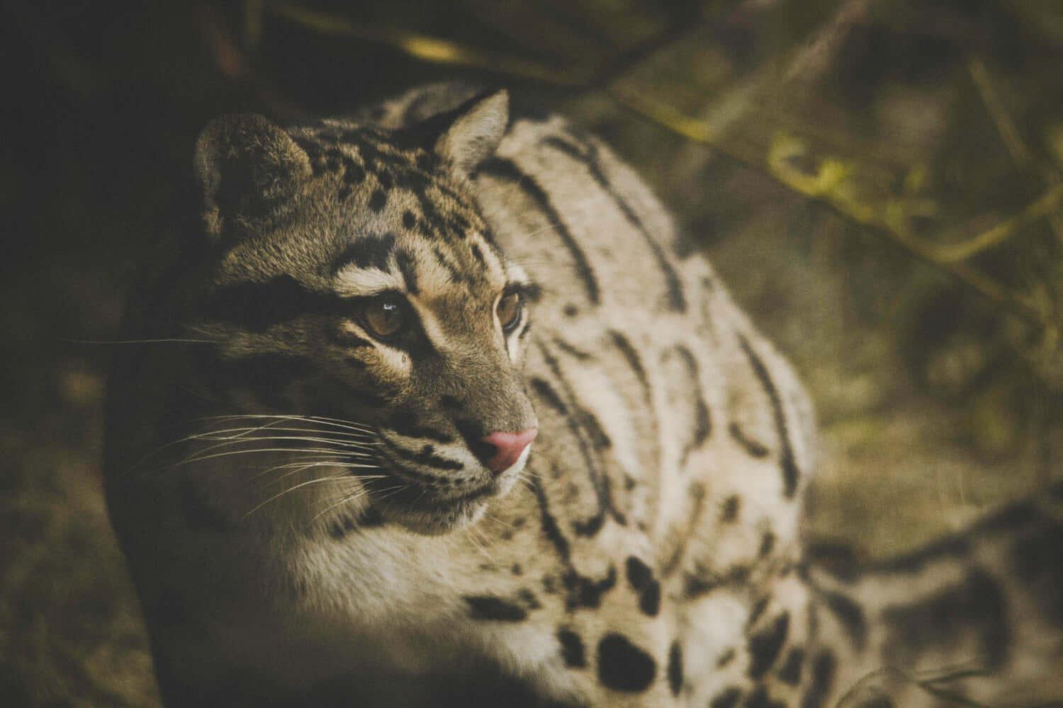 Clouded_ Leopard_in_ Thoughtful_ Pose.jpg Wallpaper