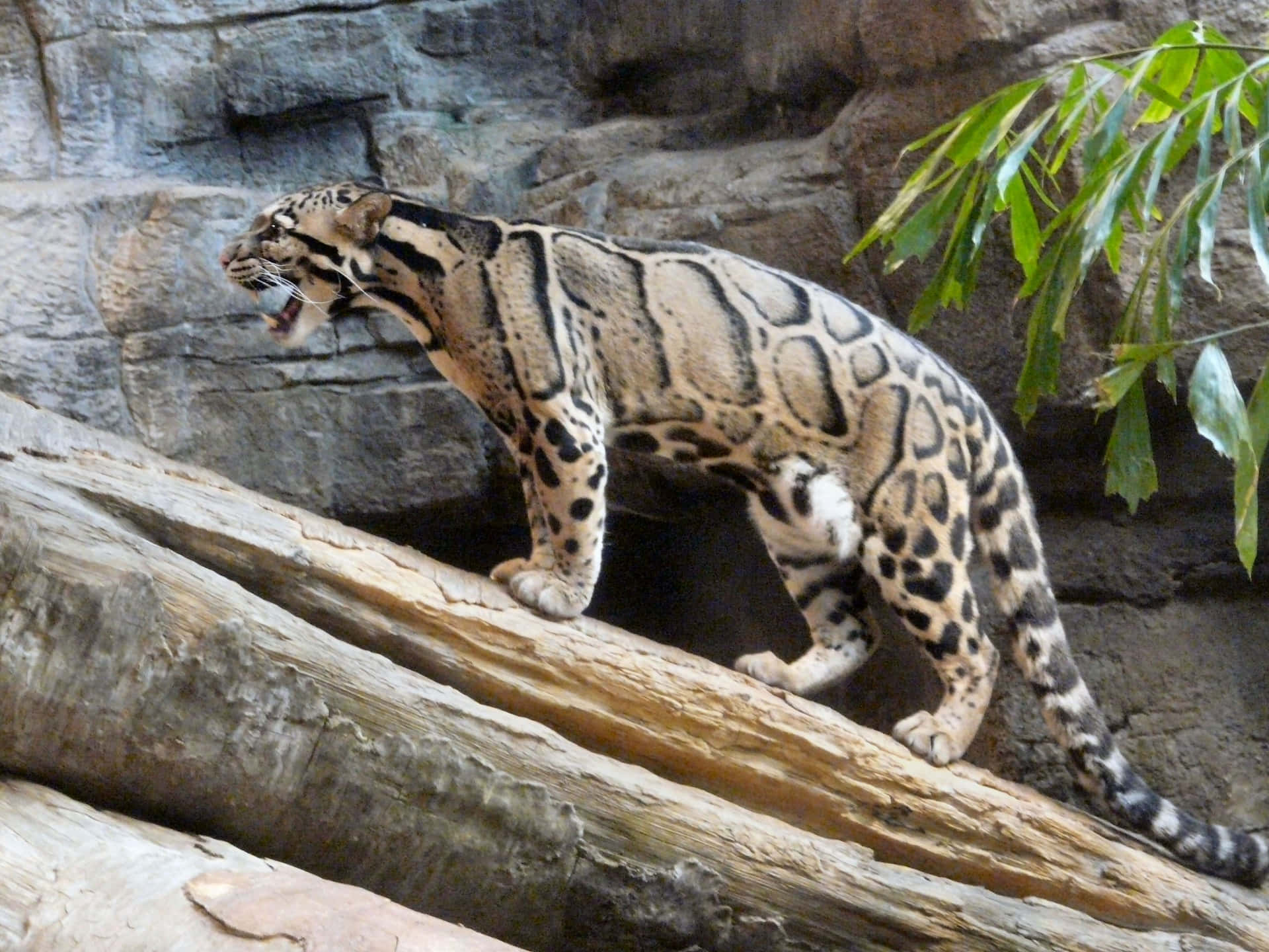 Clouded Leopard On Branch.jpg Wallpaper