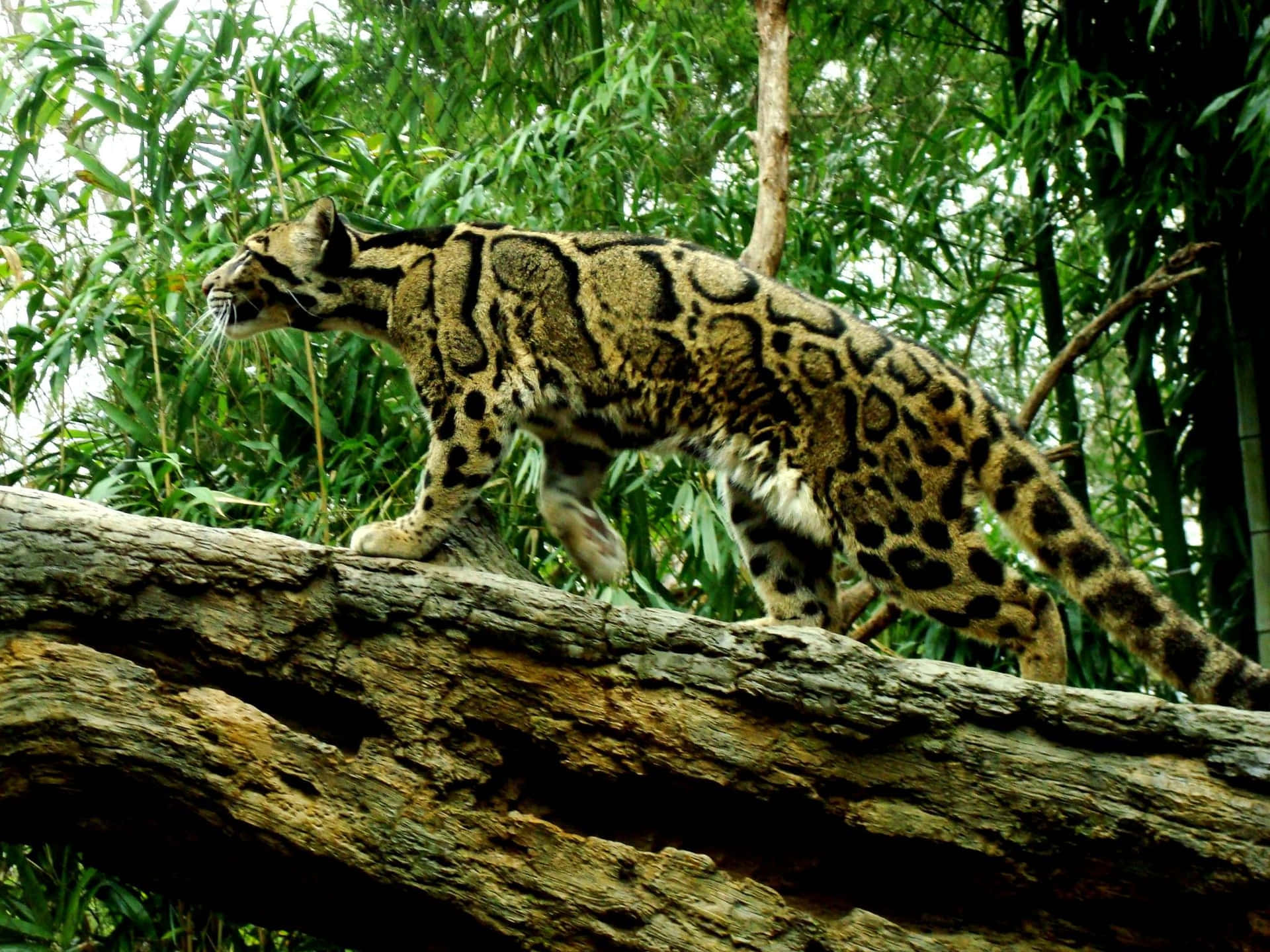 Clouded Leopard On Tree Branch Wallpaper