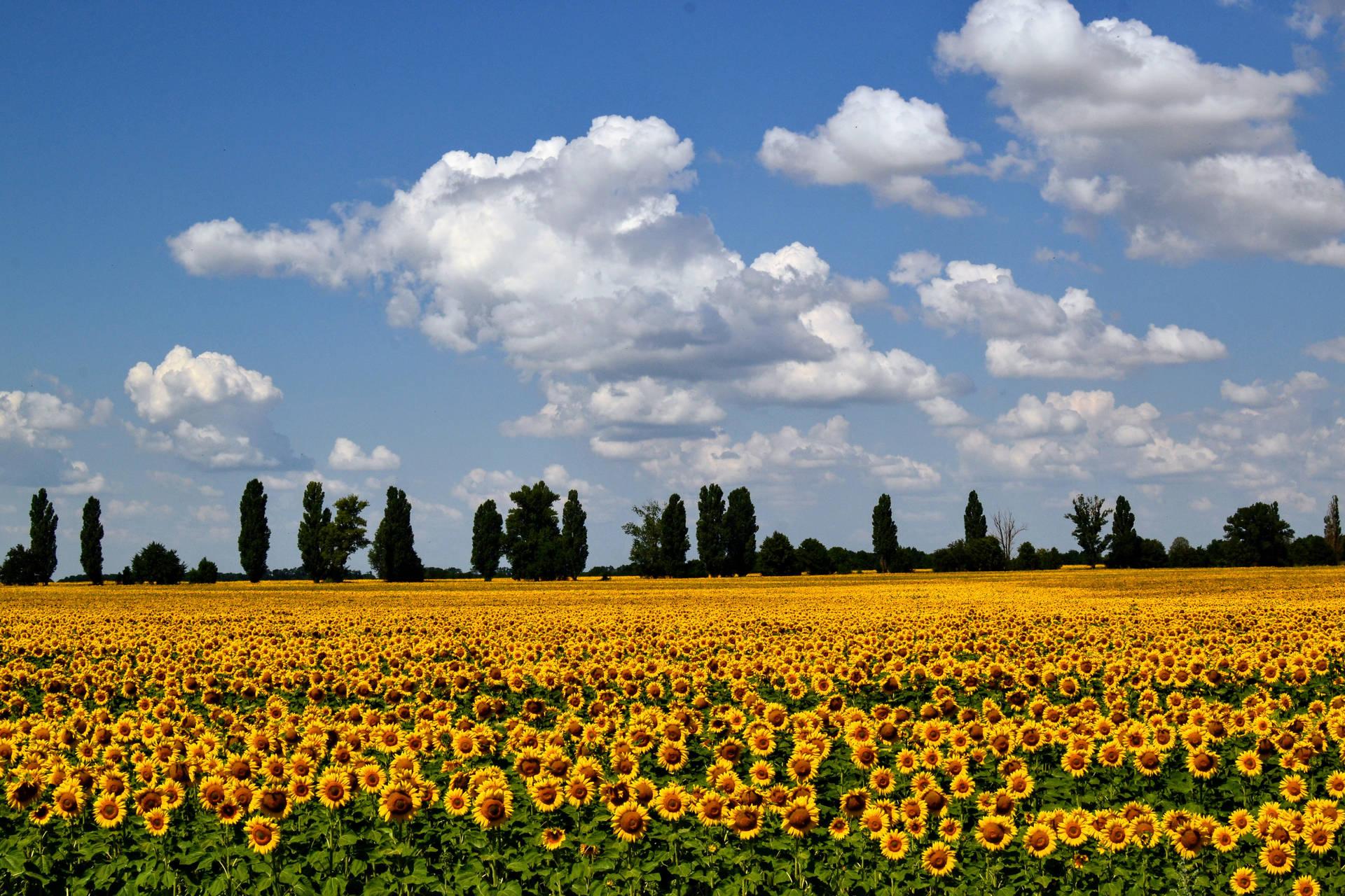Cloudy Sky Over A Sunflower Aesthetic Field Wallpaper
