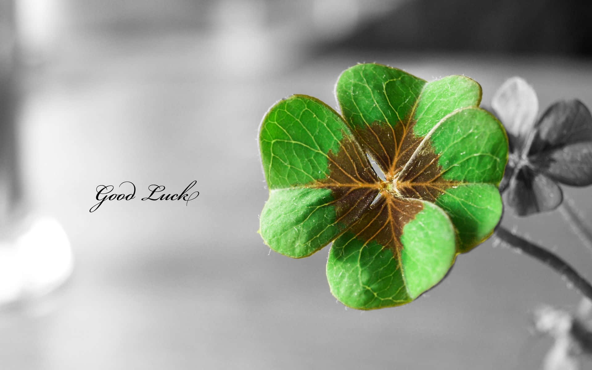 Magical three-leaf clover with a sun-kissed glow