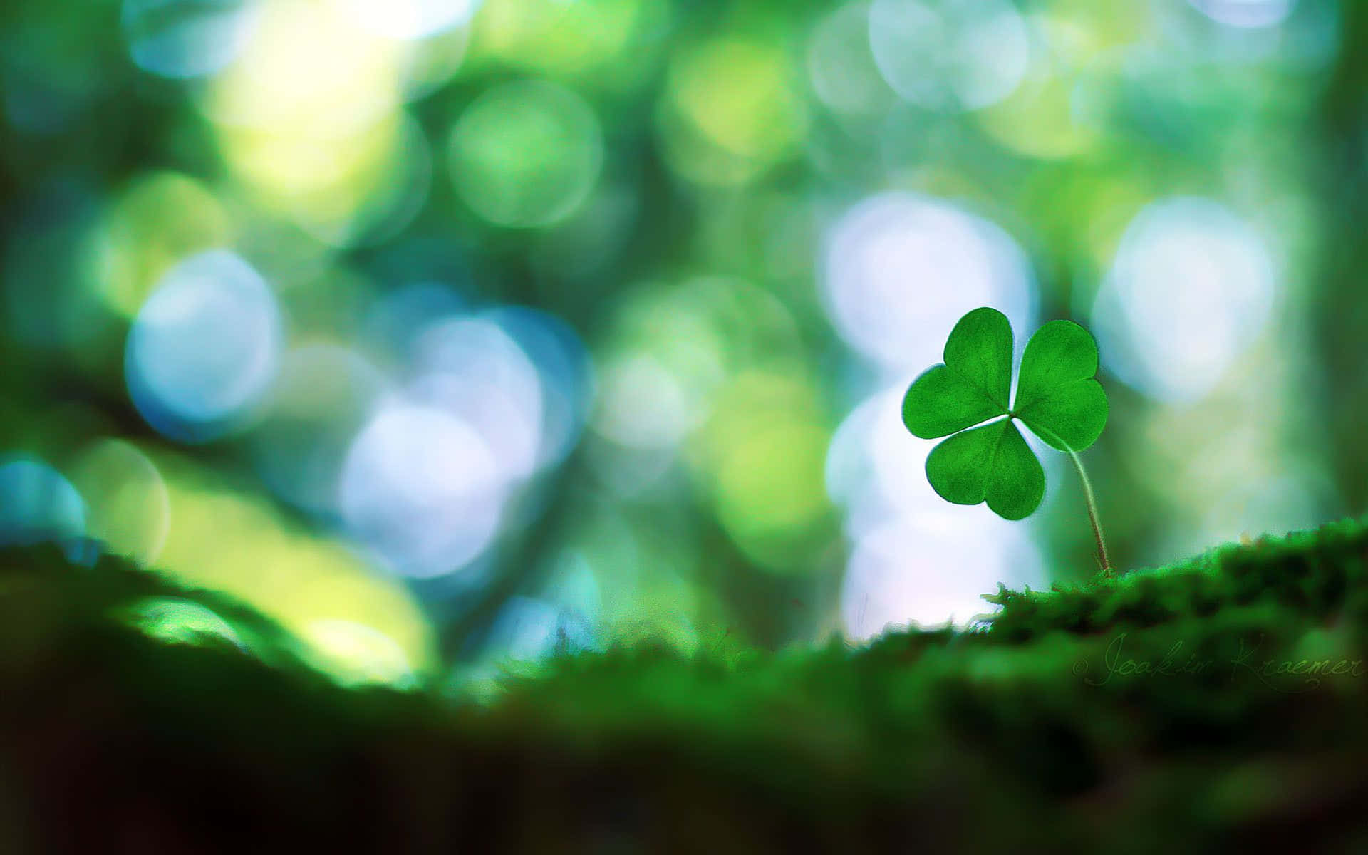"Get That Lucky Feeling – Clovers Represent Good Fortune"