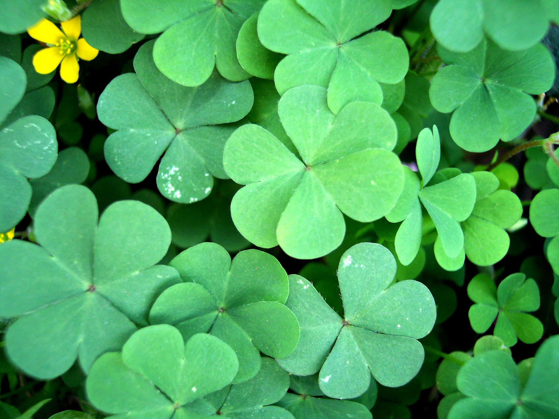 A Bunch Of Clover Leaves With Yellow Flowers