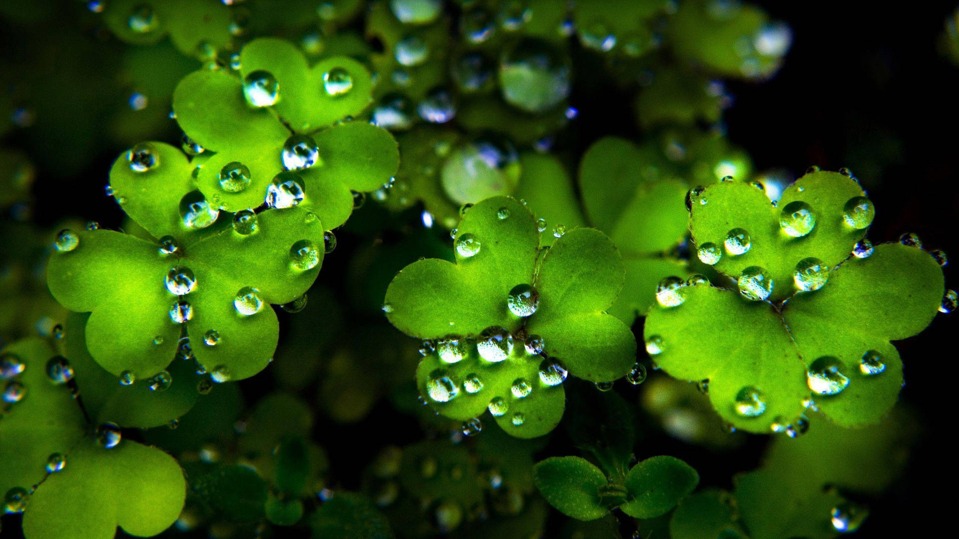 Clovers And Water Drops St Patrick's Day Wallpaper
