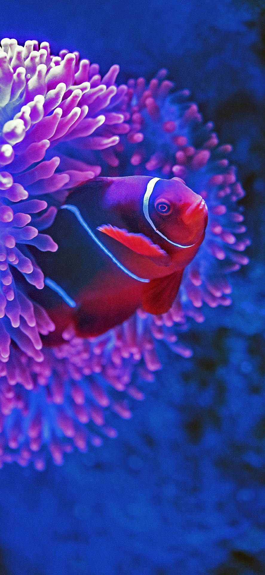 Klovnefisk på et koral iPhone tapet Wallpaper