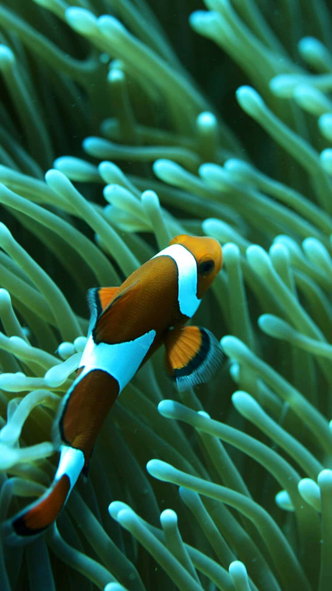 Bright and Colorful Clown Fish iPhone Wallpaper