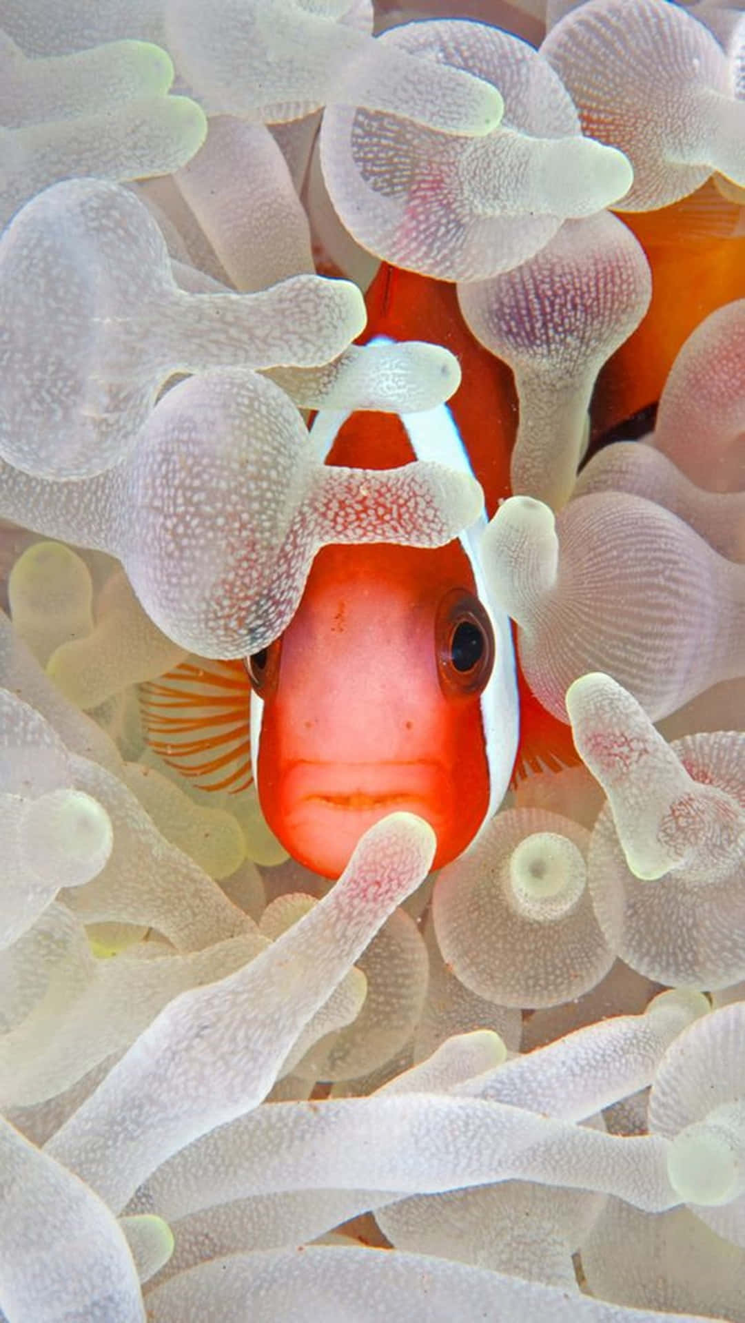 The vibrant and enchanting clown fish on an Iphone device. Wallpaper
