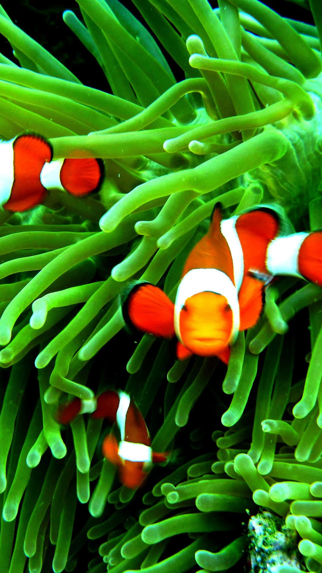 Clownfish Iphone Grön Ästetik Anemon. Wallpaper