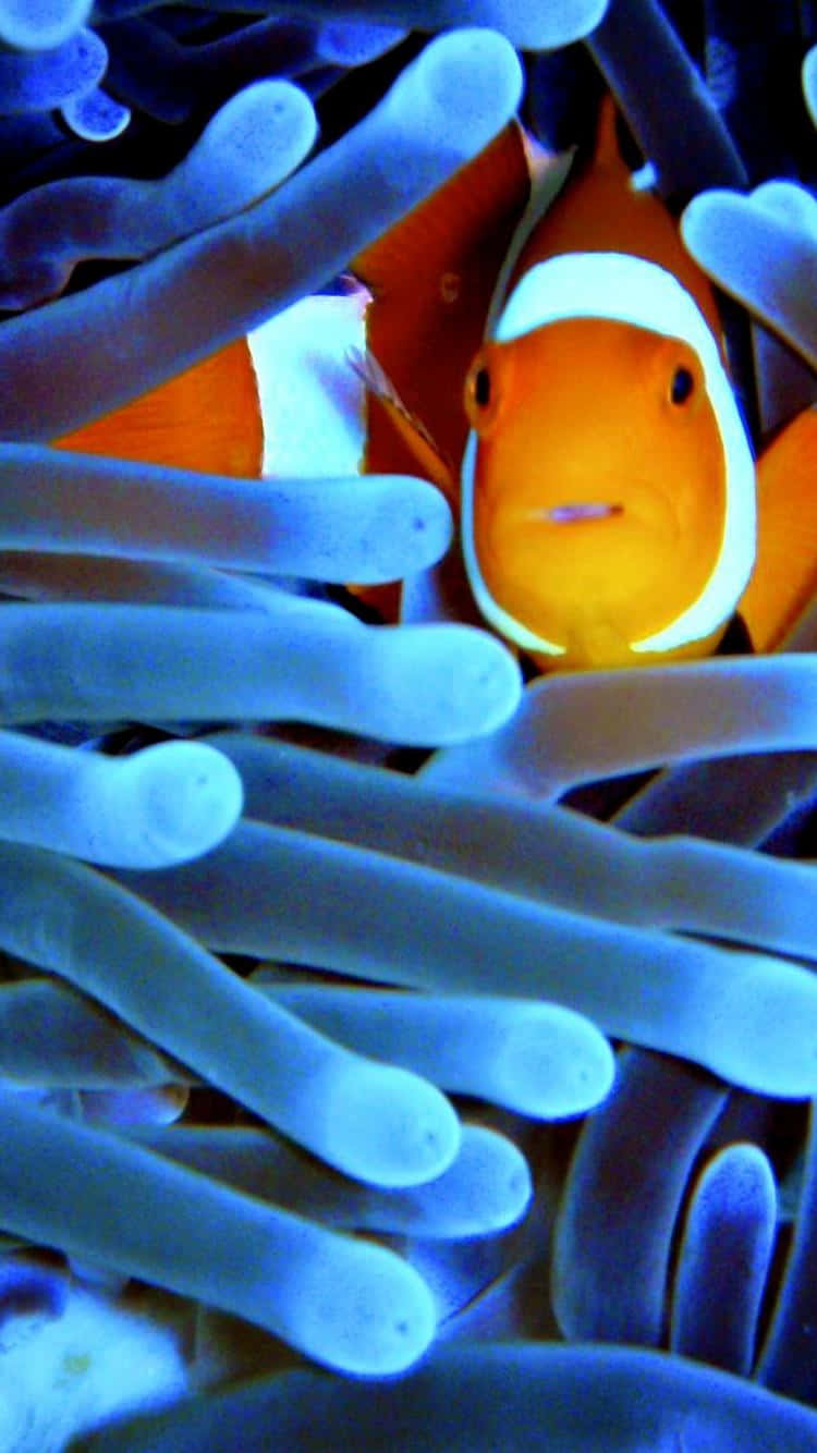 Clownfish Iphone Azul Estético Anémona Fondo de pantalla