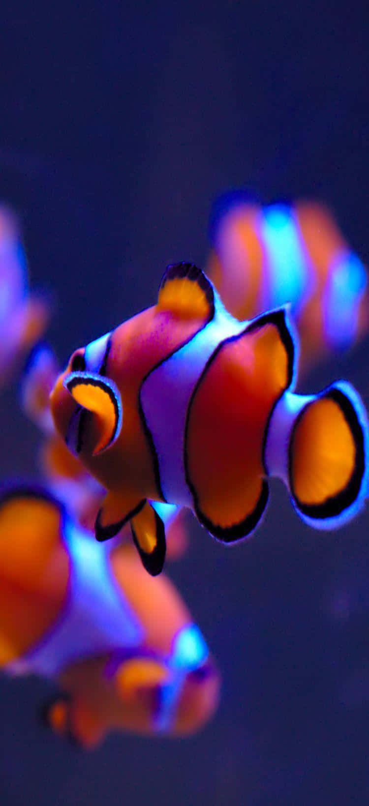 Clown Fish iPhone Neon Aesthetic Lighting Wallpaper