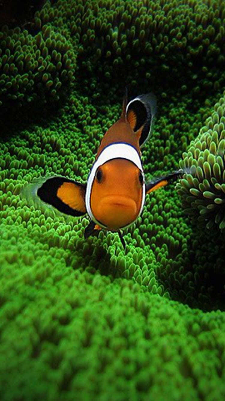 Nyd et lyst og farverigt udsyn til et oceanisk eventyr med Clown Fish iPhone-tapet. Wallpaper